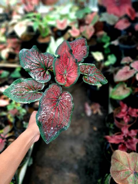 Caladium Keladi Hias Tambuna Shopee Indonesia