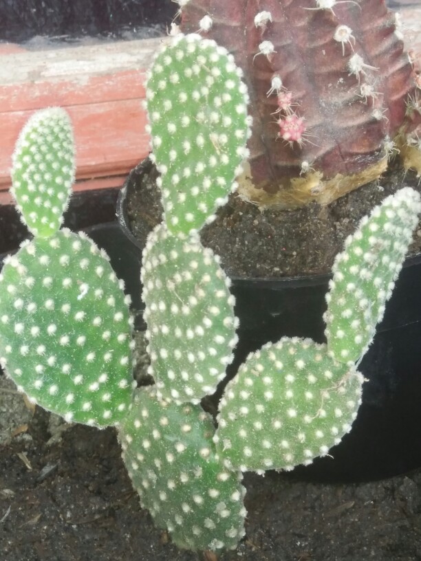 Kaktus Mickey Mouse Putih