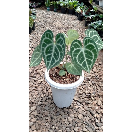 clarinervium king hybrid