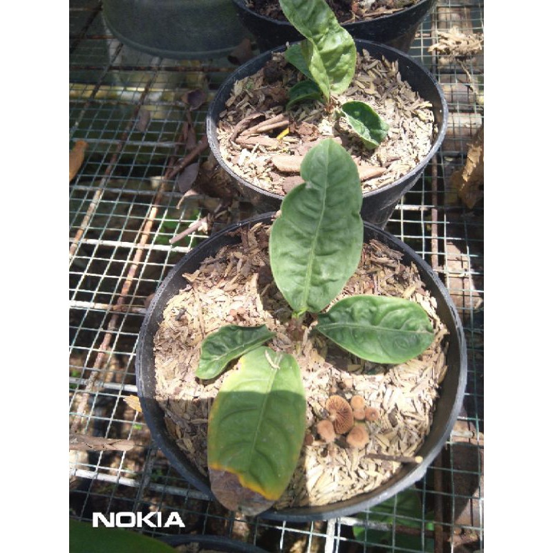 Anthurium Reflexinervium Bibit