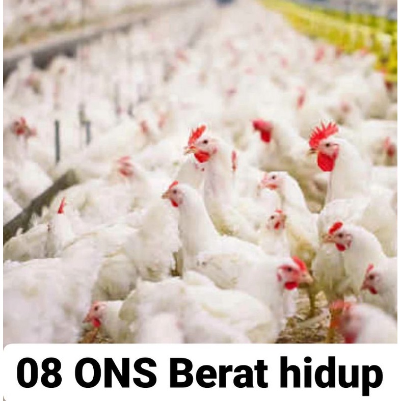 ayam broiler 0,7 Kg . 0,8 Kg.  0,9 Kg. 1Kg menu pecel lele  berikut isi Ati Ampela ayam utuh / ayam potong  /  ayam segar / ayam pecel lele / ayam bakar / ayam geprek / ayam fresh / ayam murah.-0,8 kg