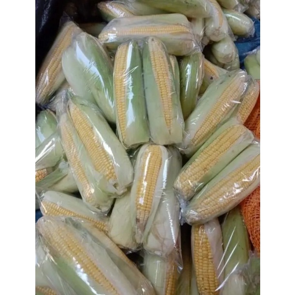 

jagung manis