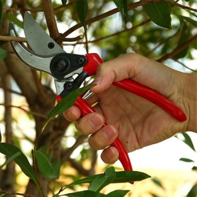 Jual Gunting Pemotong Dahan Ranting Tanaman Bonsai Anggur Tin Tanaman Hias Bunga Pruning Shears