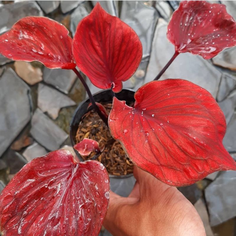 Keladi Jaguar Red | Tanaman Hias Keladi Anakan Jaguar Red