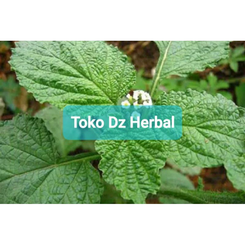 

Paket 500 gram daun sangketan segar petik langsung-az