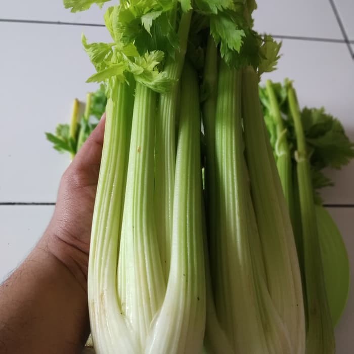 

MINUM-SIAP-DRINK-TO-READY- SELEDRI BATANG/SELEDRI -READY-TO-DRINK-SIAP-MINUM.