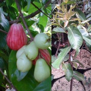 

Jambu Bol Candy Striped