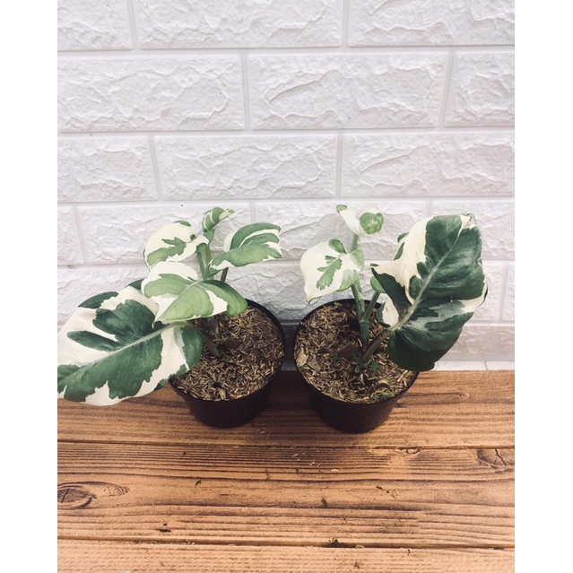 epipremnum njoy / sirih njoy (daun besar)