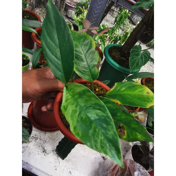 Raphidopora foraminivera