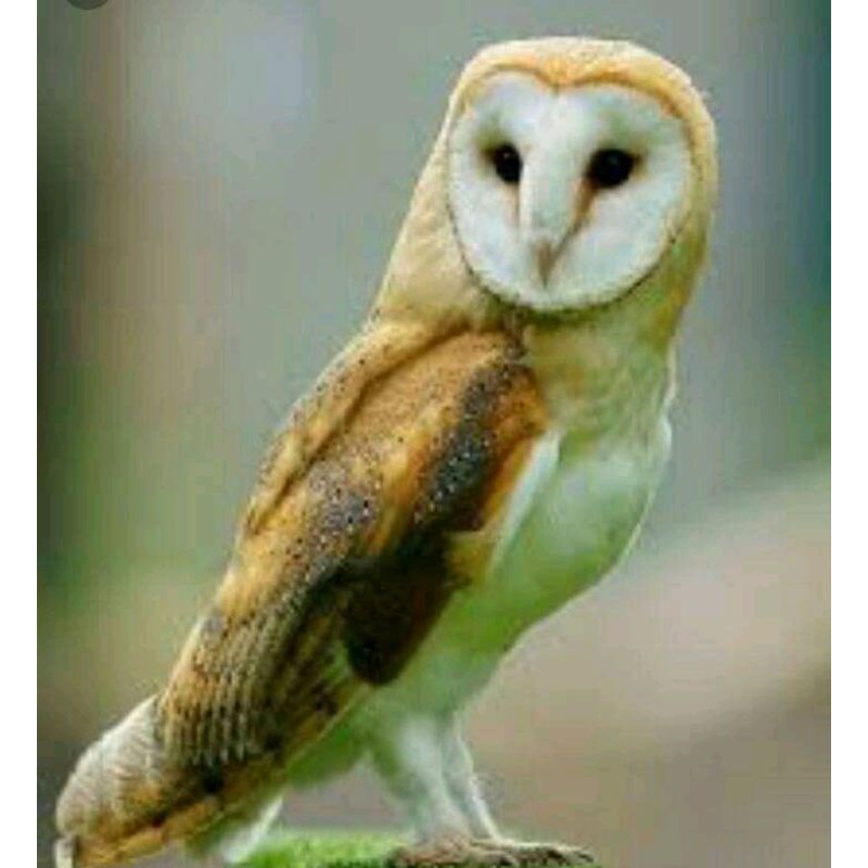 Pet Burung Hantu Buffy Fish Owl Shopee Indonesia