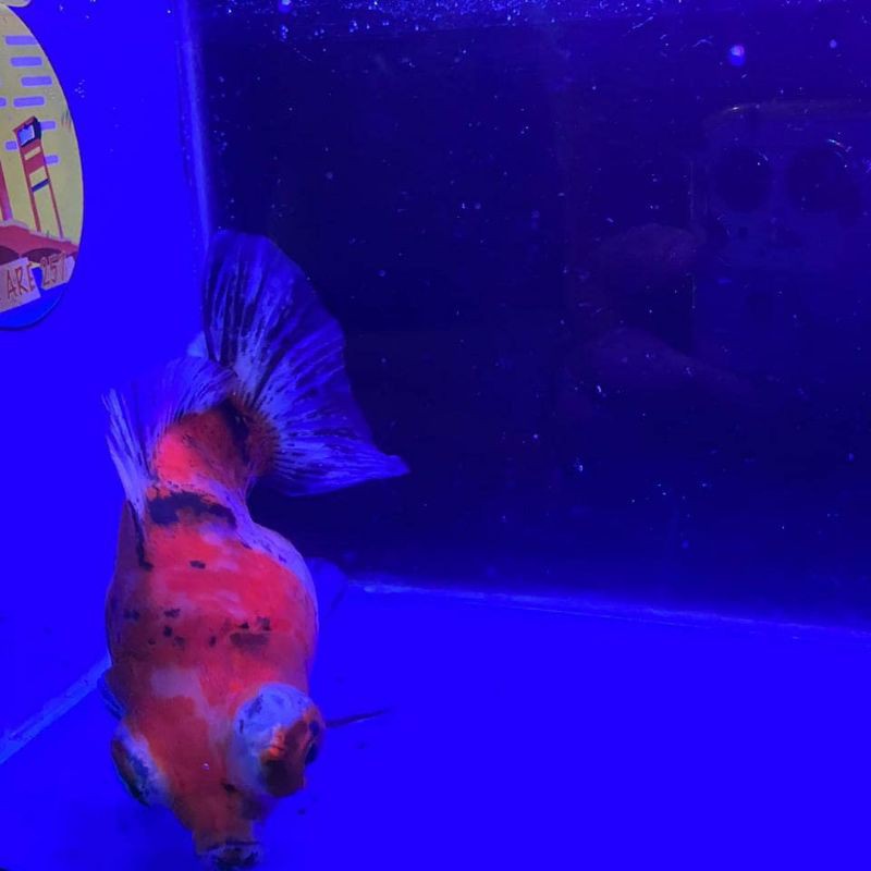 Mas Koki Demekin Calico / Tricolor