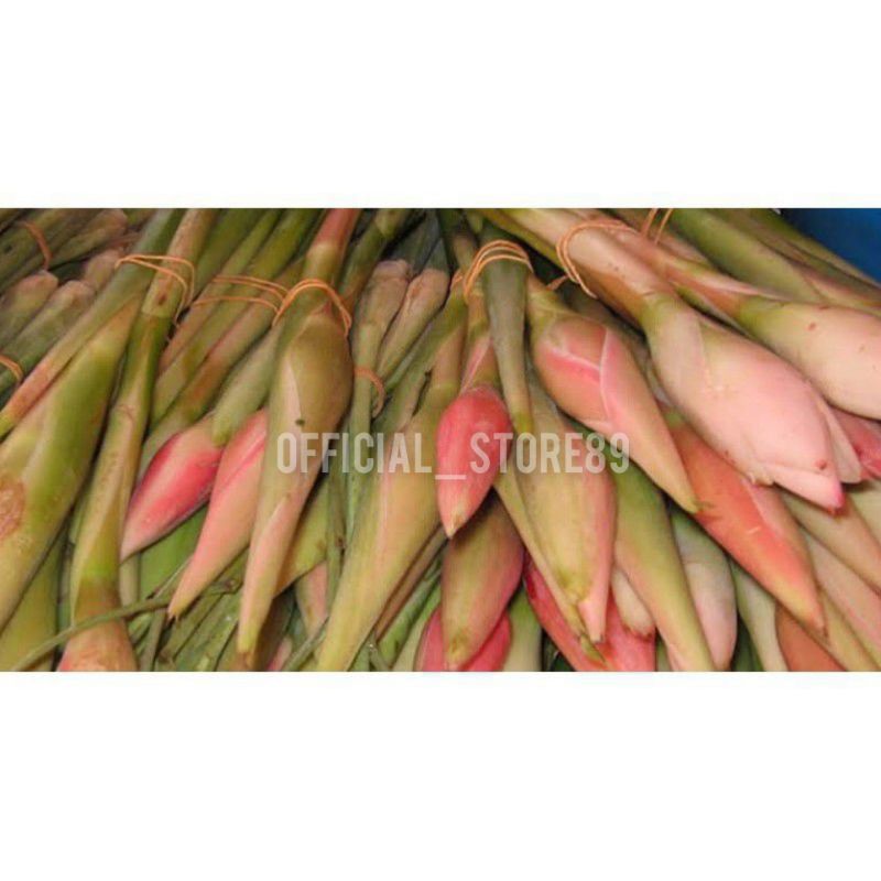 

KECOMBRANG MURAH FRESH SEGAR 1 IKET ISI 8-9 BIJI BARU PETIK