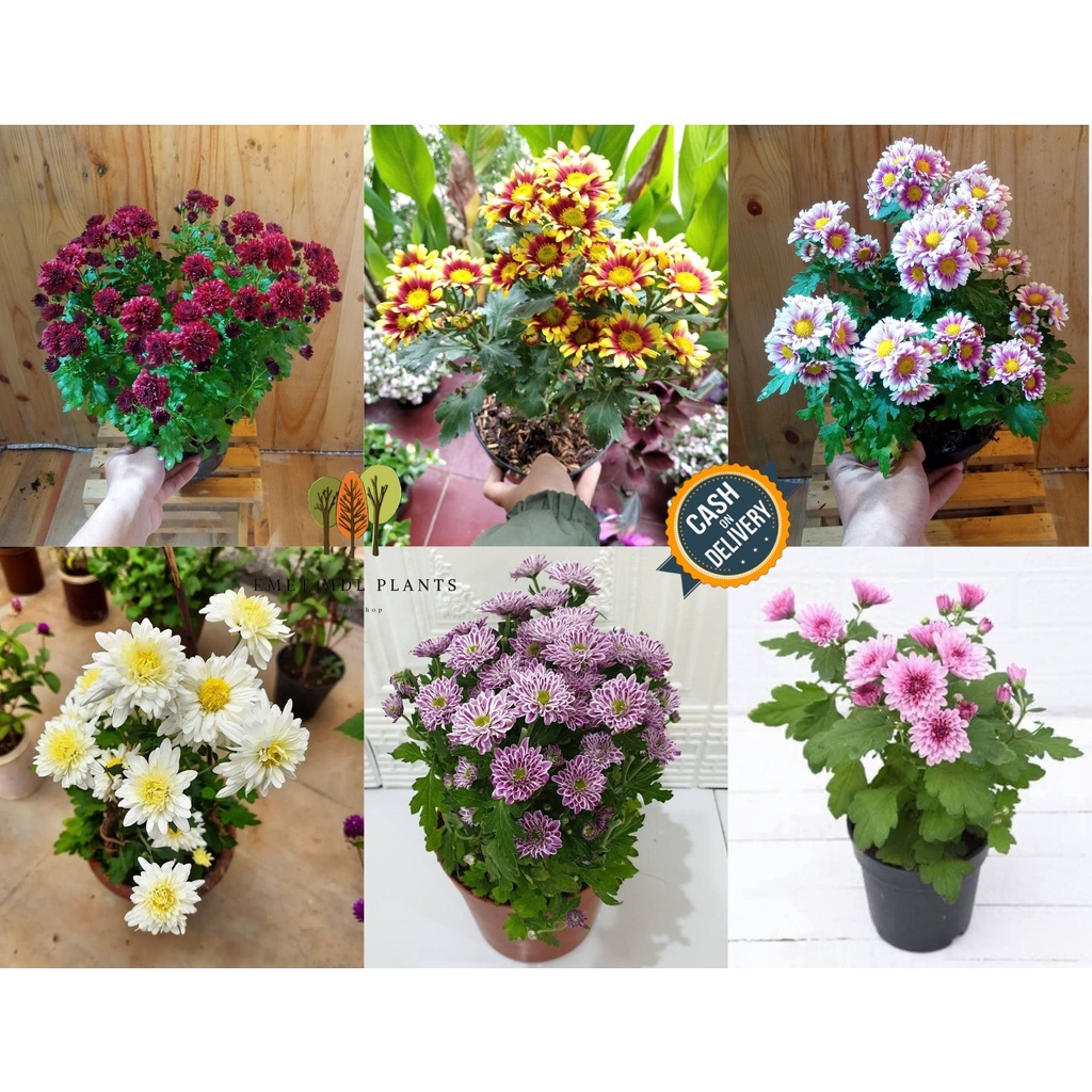 PAKET 5 Tanaman Hias Bunga Krisan Aster Bunga Seruni Bunga Aster Tanaman Hias Hidup COD