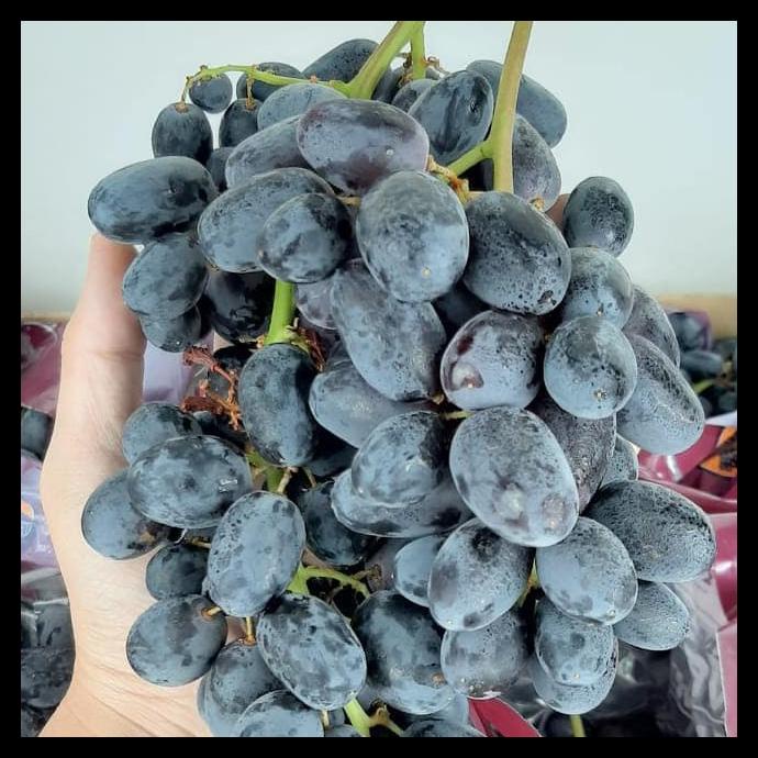 

Anggur Hitam Non Biji Manis Kriuk /Autumn Royal Usa