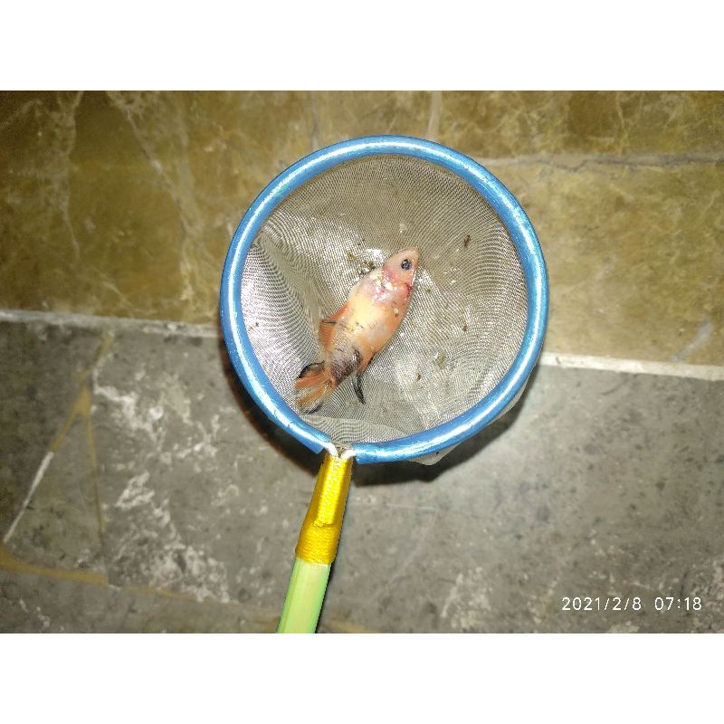 Cupang Nemo multicolor