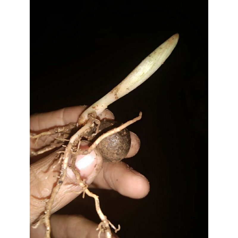 bibit katak porang sudah bertunas perbiji