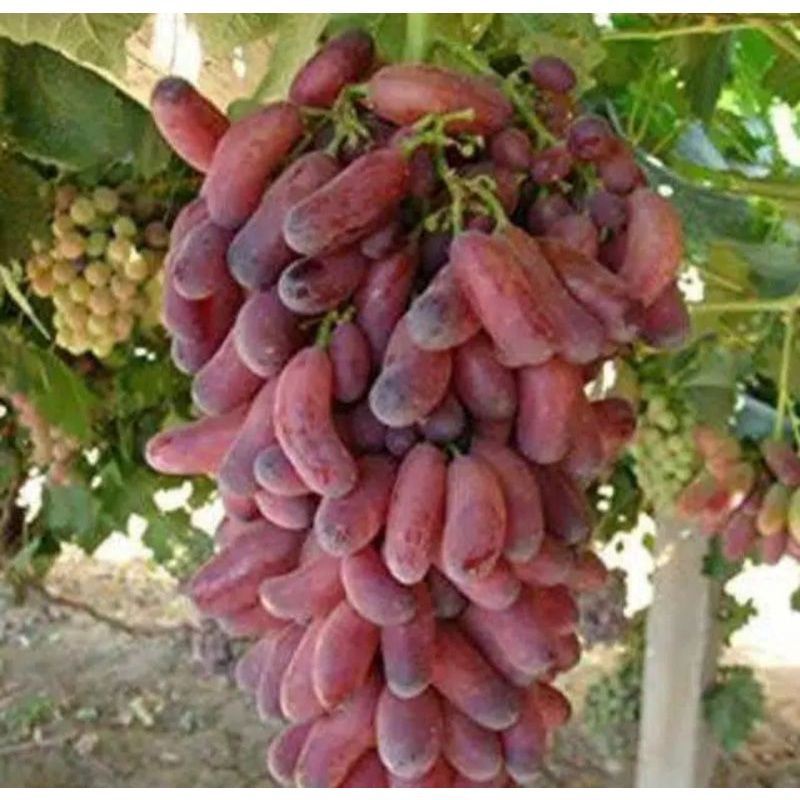 Termurah Bibit Anggur Merah impor CUTTING