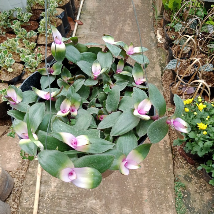 tanaman hias gantung lidah kera