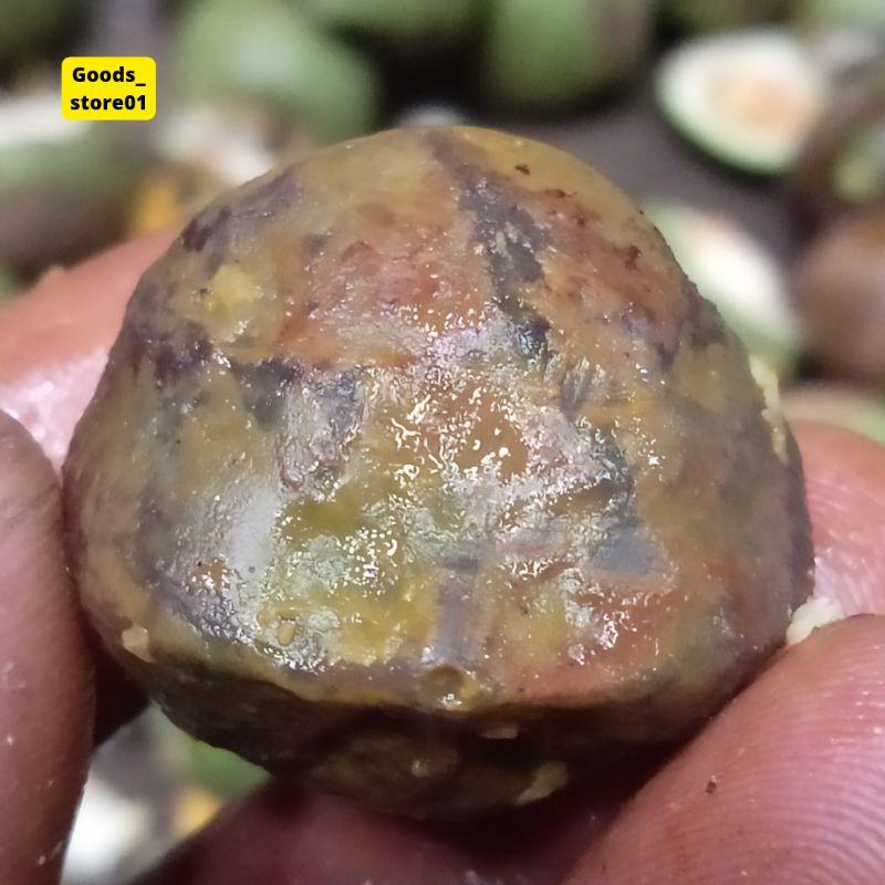 muncang adu mayit ori garut turunan