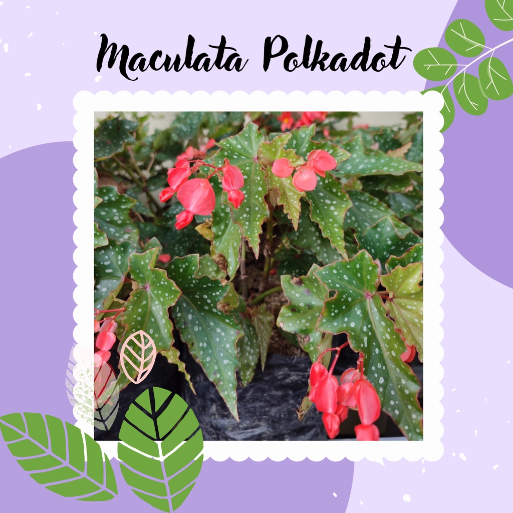 Tanaman Bunga Begonia Maculata Polkadot Begonia Maculata totol putih