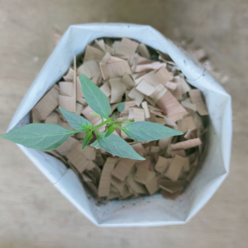 

MULSA ORGANIK daun bambu kering