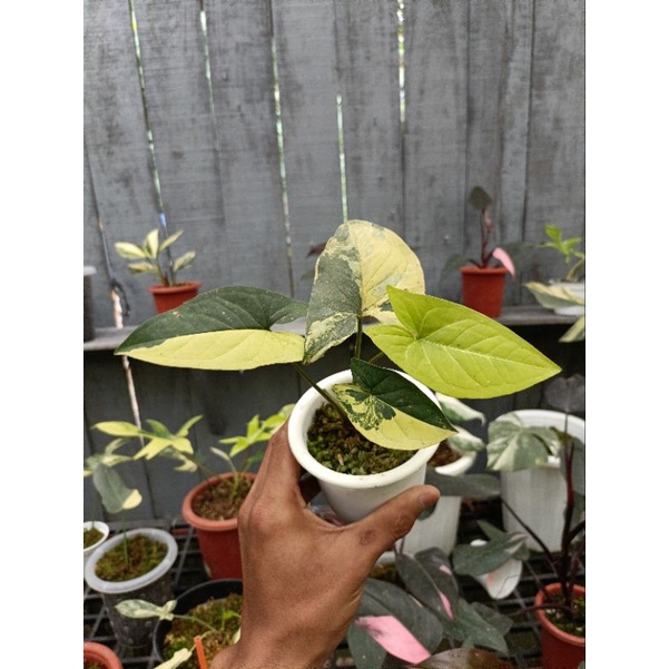 syngonium yellow variegata