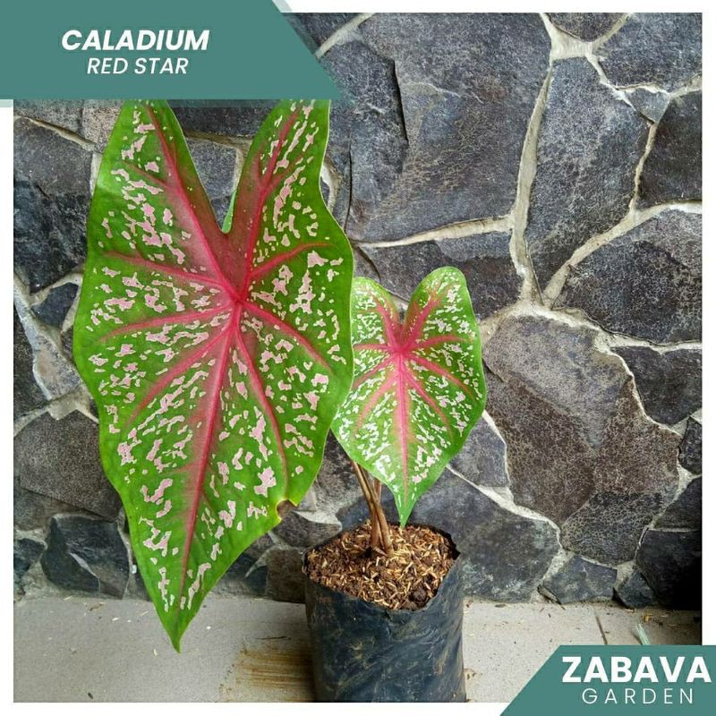 Caladium Red star