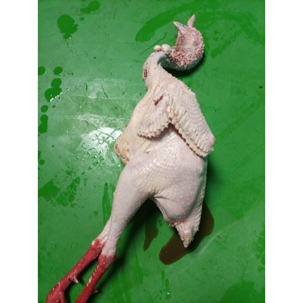 

daging kalkun lokal murah banget