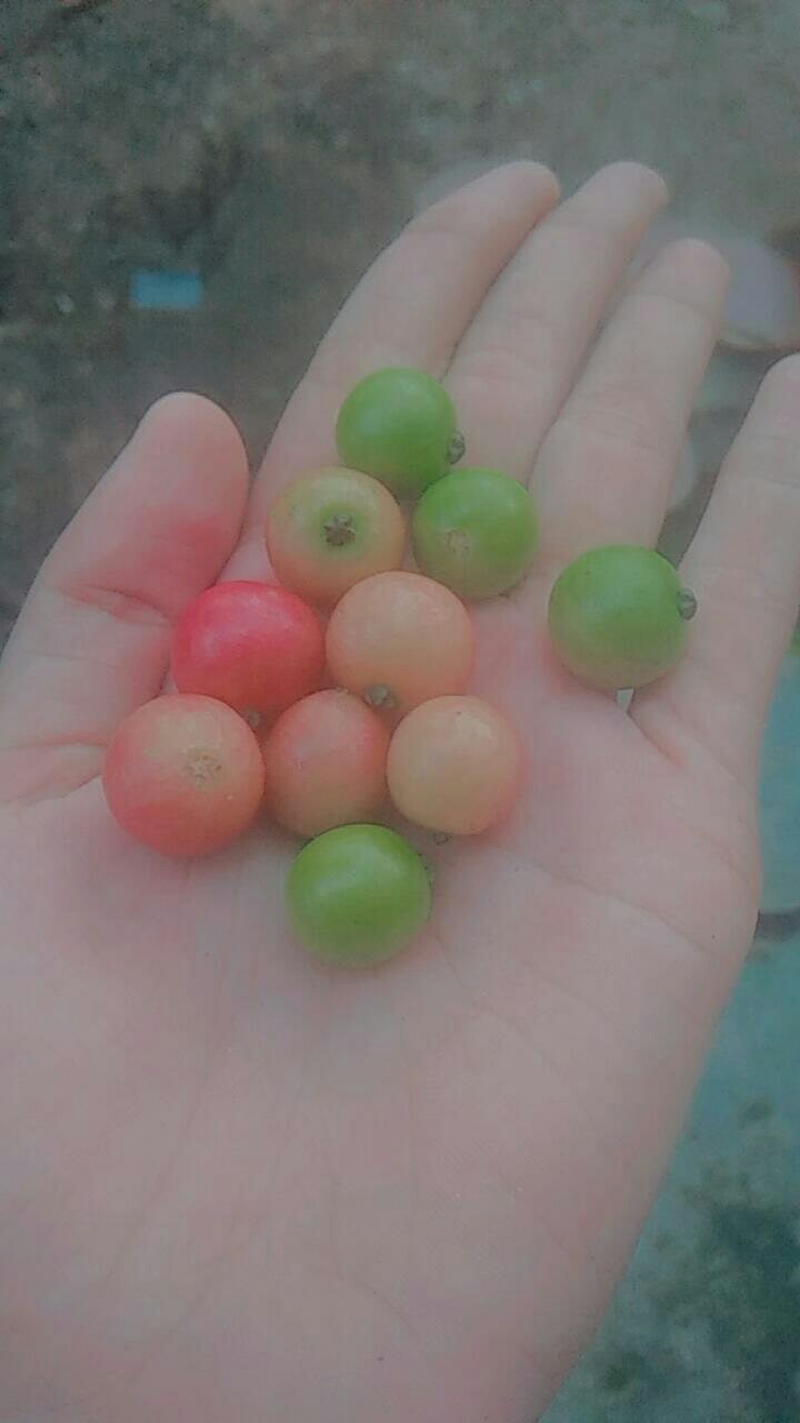 Promo Spc 0,1 Pot Lubang 1 Dan Lubang 2