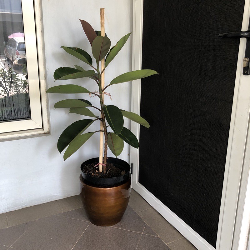 Rubber plant Ficus Elastica Karet Kebo