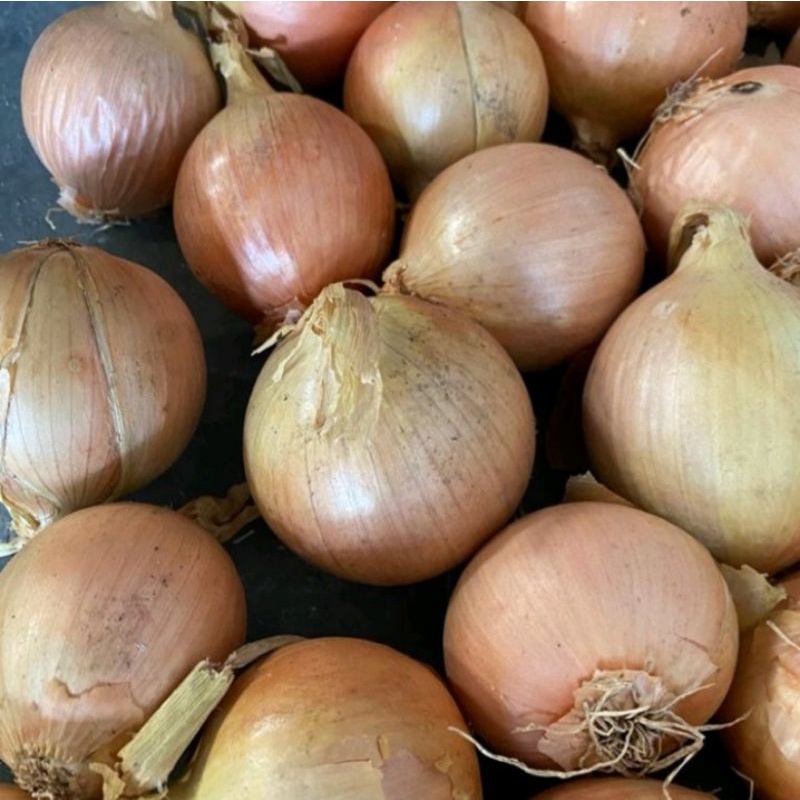 

Bawang Bombay Besar 1kg isi (4 - 6 pcs)