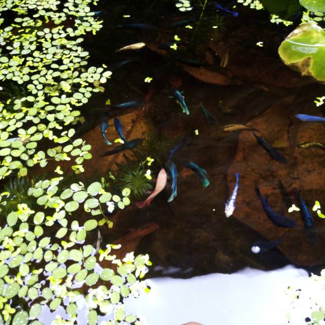 Cupang Cendolan Plakat Betina Isi 50 Ekor Shopee Indonesia