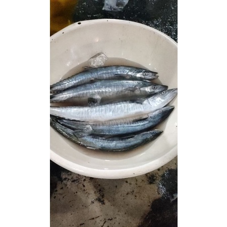 

Ikan Tengiri