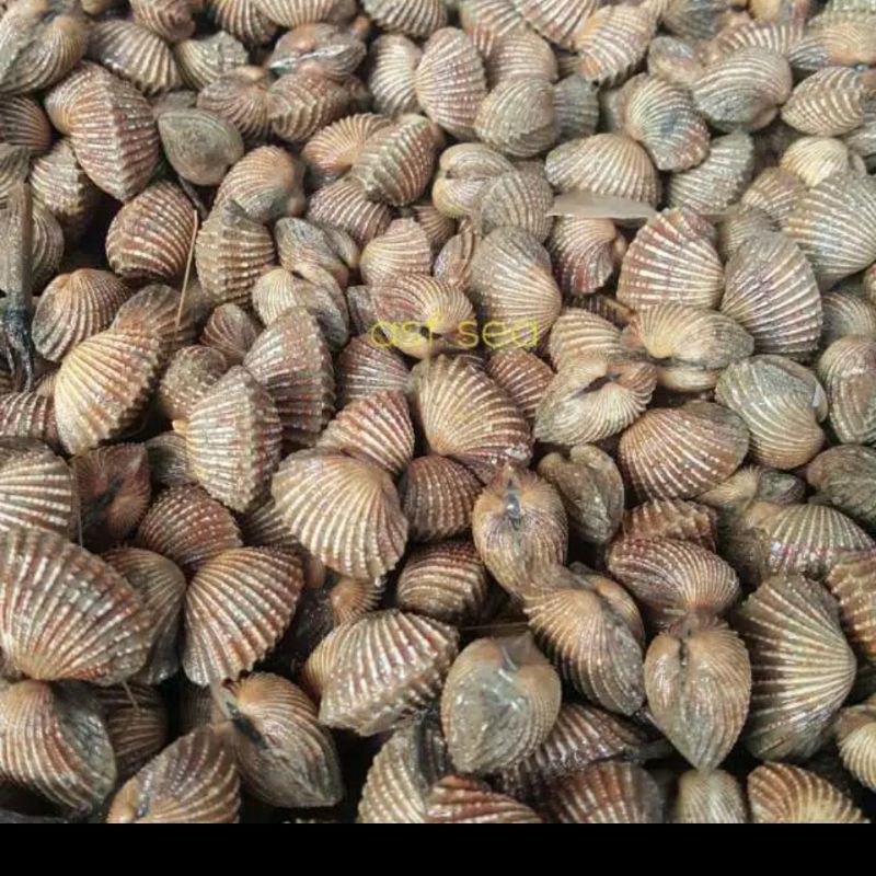

KERANG DARA FRESH SEGAR 500GRAM