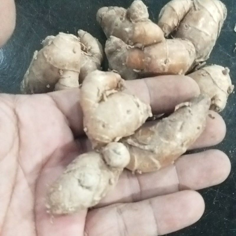 KENCUR FRESH UKURAN KECIl 1KG