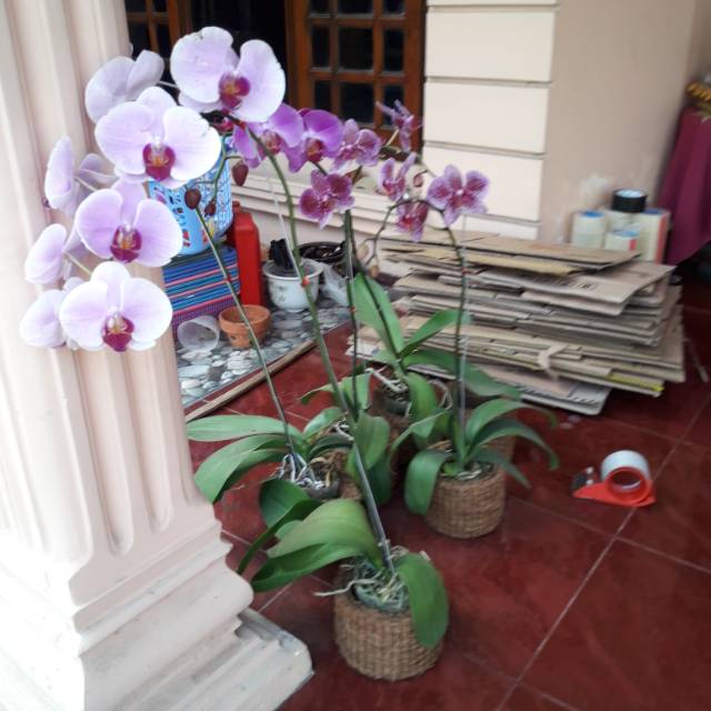 Bibit bunga anggrek bulan