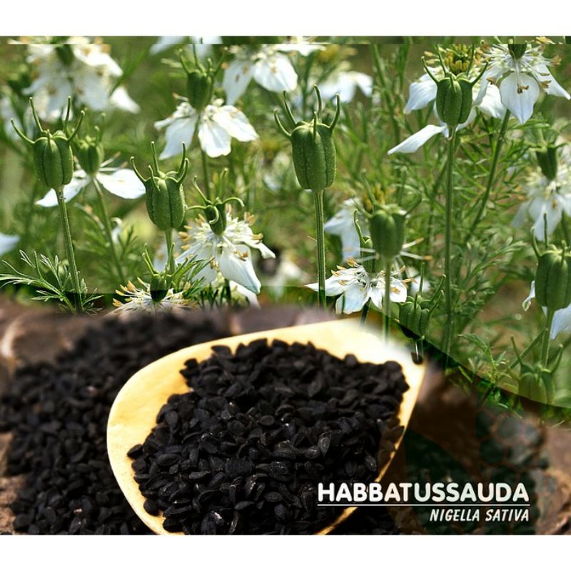 Habbasyifa Habbatussauda Serbuk Kapsul Jinten Hitam