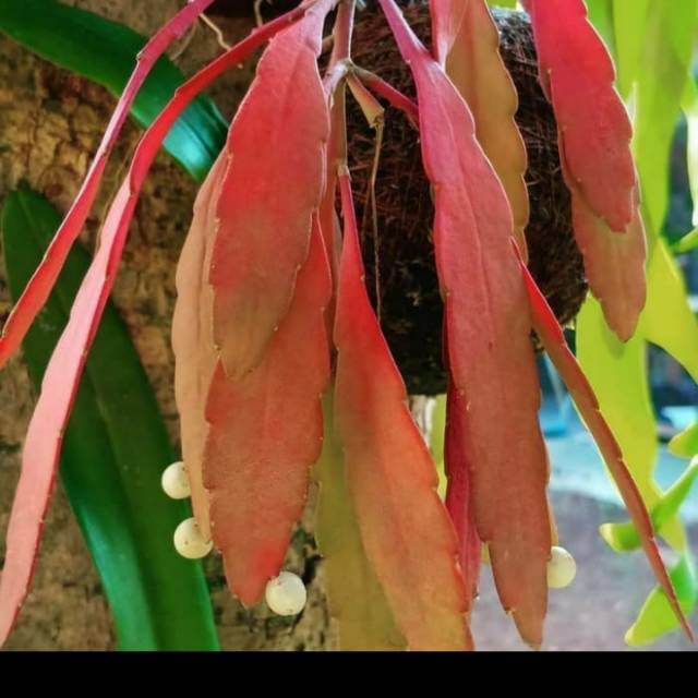 Wijaya kusuma tasbih-Wijaya Kusuma Daun Merah