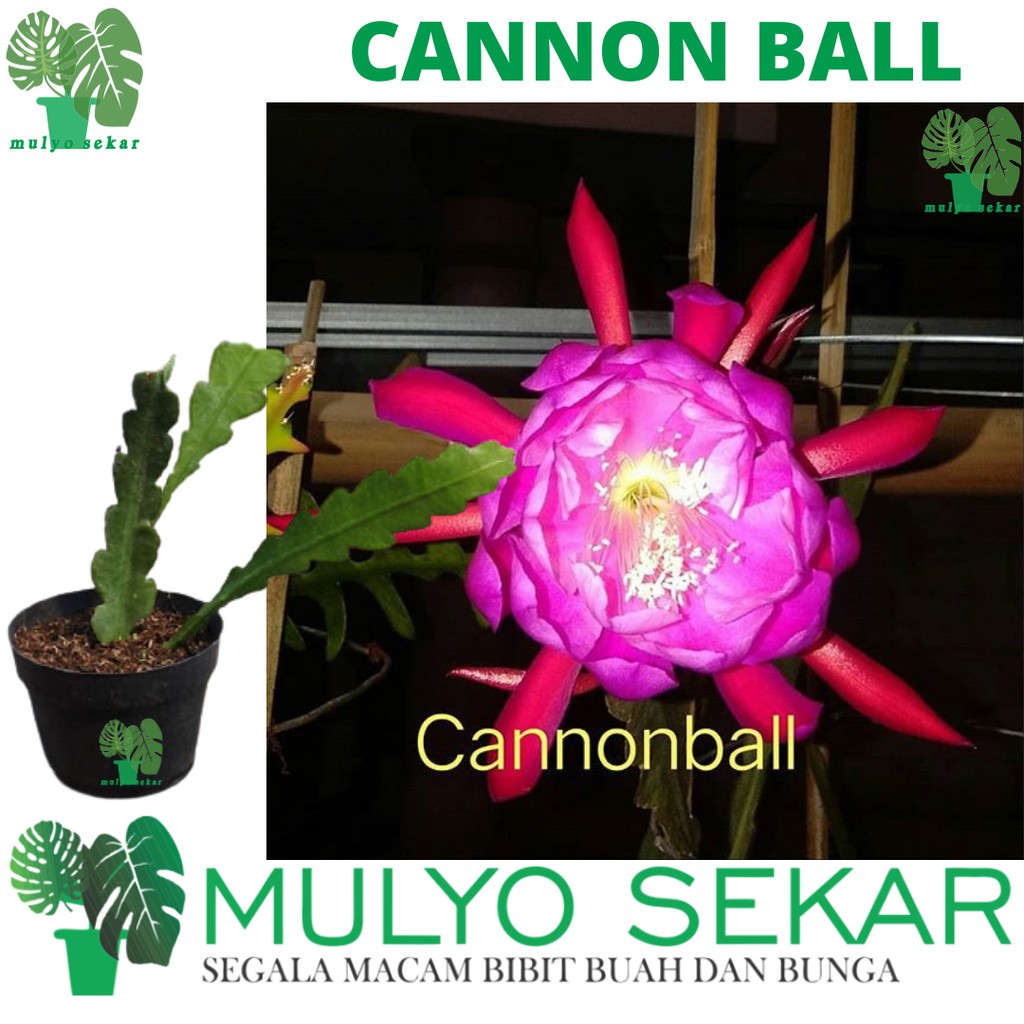 tanaman wijaya kusuma Cannonball Bibit bunga besar Epiphyllum