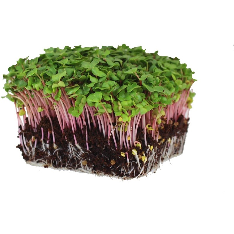 Benih Bibit Biji - Microgreens Radish Lobak (Panen dalam 10-16 hari) Sprouting Seeds - IMPORT