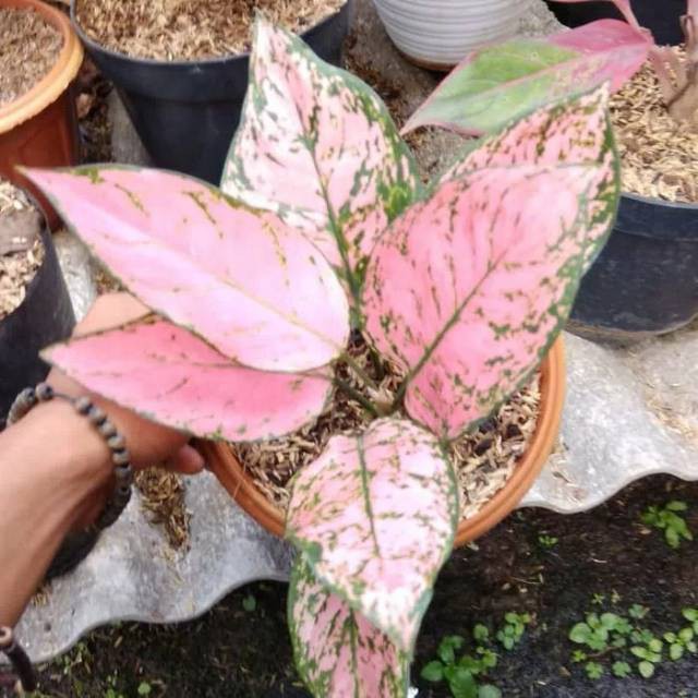 Aglonema valentine tanaman hias aglonema valentine