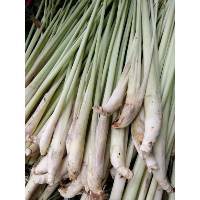 

Serai bumbu masak Sereh Fresh Berkhasiat 1000 gram