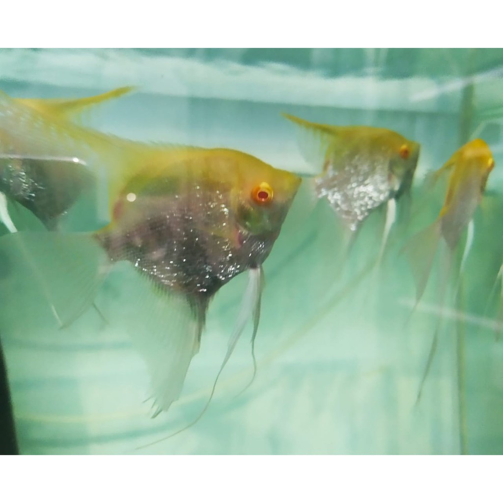 Ikan manfish platinum red eye mata merah size XL BUY 5 GET 1 FREE