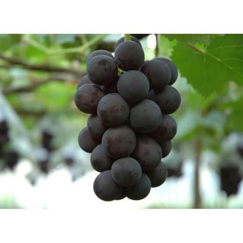 Bibit Anggur Import Jenis Kyoho
