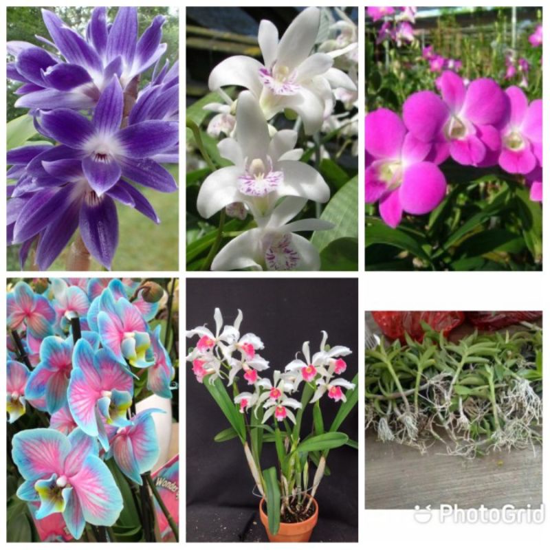 PAKET HEMAT 5 jenis bunga anggrek dendrobium-tanaman hidup-bunga hidup paket hemat/murah