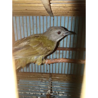 Burung Cucak Jengot Mini Ciung Air Jawa Shopee Indonesia