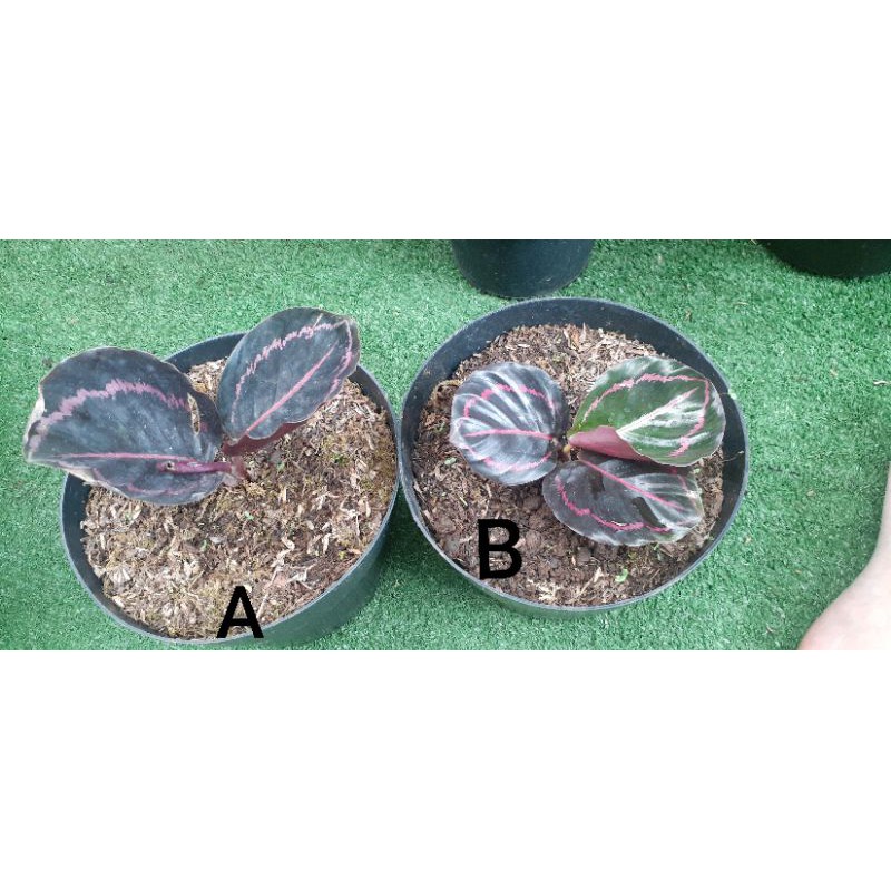 CALATHEA BLACK LIPSTICK