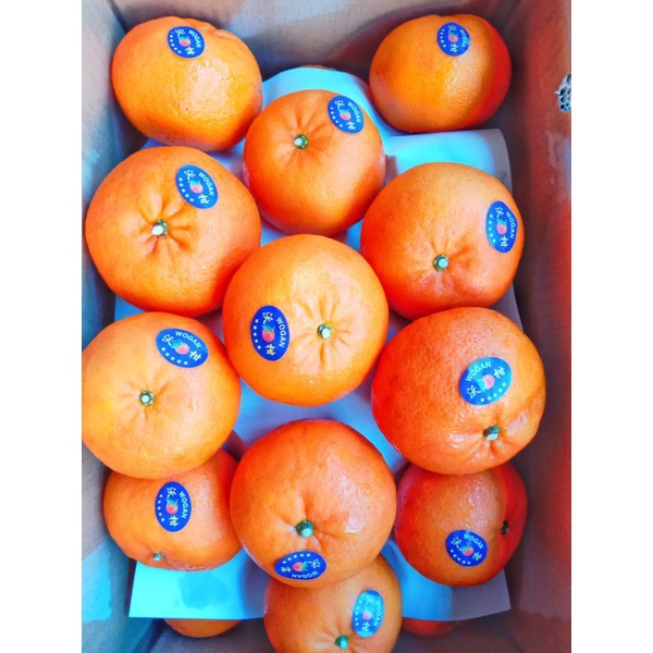 

jeruk mandarin wokam