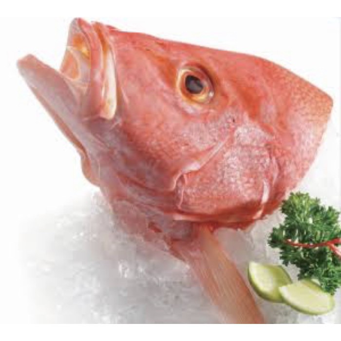 Kepala Ikan Kakap Merah Fresh Segar Air Laut