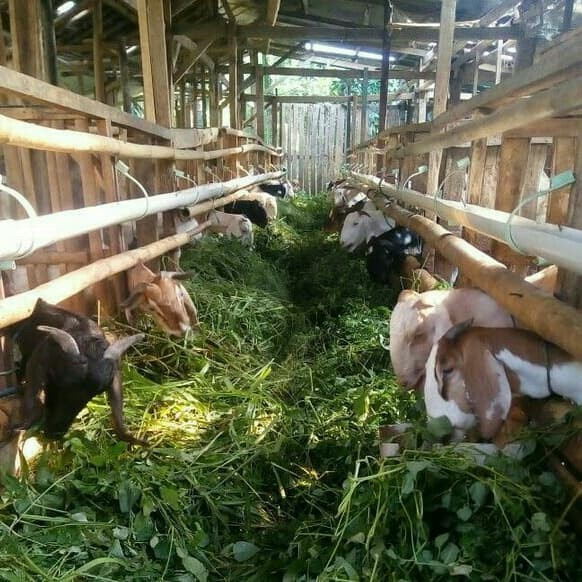 

Ee51 Susu Kambing Etawa Murni / Etawa Murni Dan Segar 1 Liter 6Gggddv